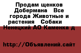 Продам щенков Добермана - Все города Животные и растения » Собаки   . Ненецкий АО,Каменка д.